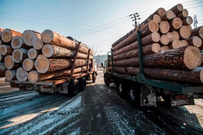 Обвиняемый в контрабанде древесины в Хабаровском крае предстанет перед судом